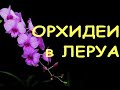 ЛЕРУА радует ПОТРЯСАЮЩИМ завозом ОРХИДЕЙ,30.09.21,ТЦ"Космопорт",Самара.В завозе-Гетеборг,НЕ Ольборг)