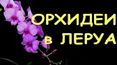 Орхидеи,узамба́рские фиалки,Самара🌺