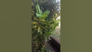 bungaku short#bungasempatviral