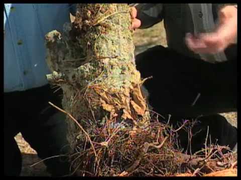 How To Keep Your Tree From Dying