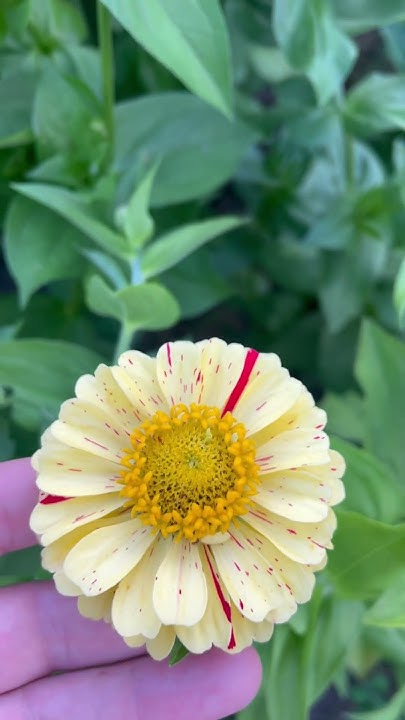 Цинния #цветы #дача #огород #лето #цинния #garden #природа - YouTube