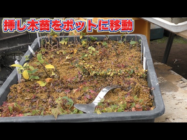 挿し穂作りで挿し木の準備【With subtitles】 - YouTube