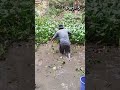 Menangkap Ikan Lele Pakai Serok di kolam lumpur #shortvideo #fishing #catfish #satisfying