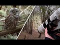 The art of discovering owls a photography story