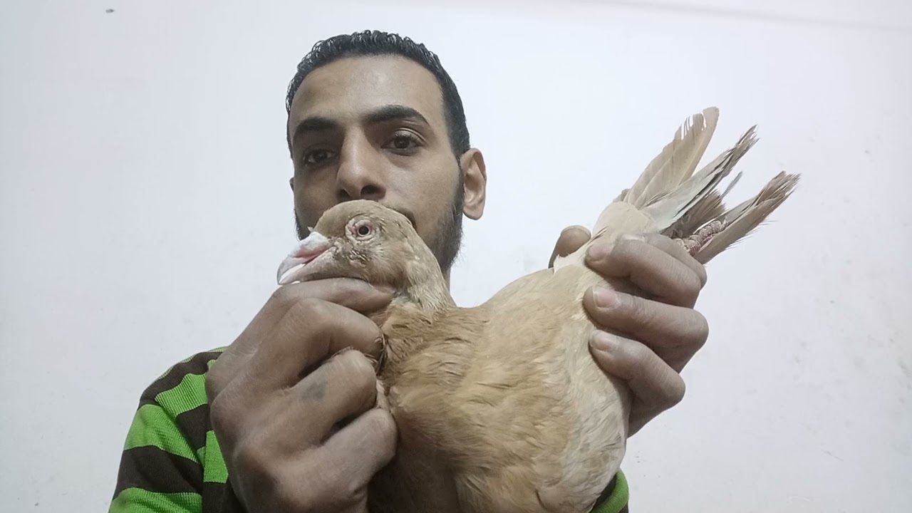 ازى تفرق بين مرض الكنكر ومرض التنفسى المزمن عند الحمام