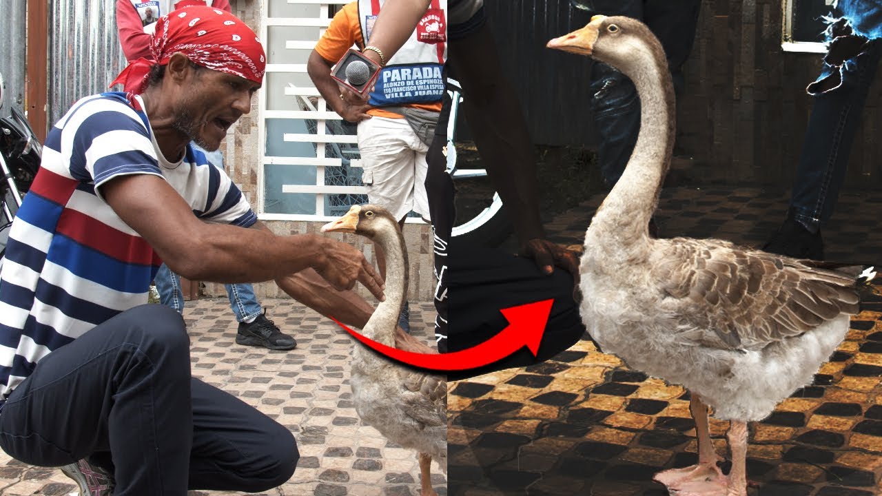 EL GANSO MÁS INTELIGENTE DEL MUNDO 🌍 | hace todo igual que un humano