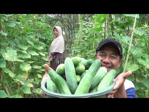 Video: Apa itu hibrida mentimun parthenocarpic? Fitur dan foto