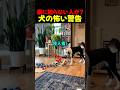 飼い主に何かを知らせようとする犬