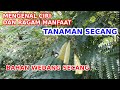 Mengenal ciri dan ragam manfaat tanaman secang