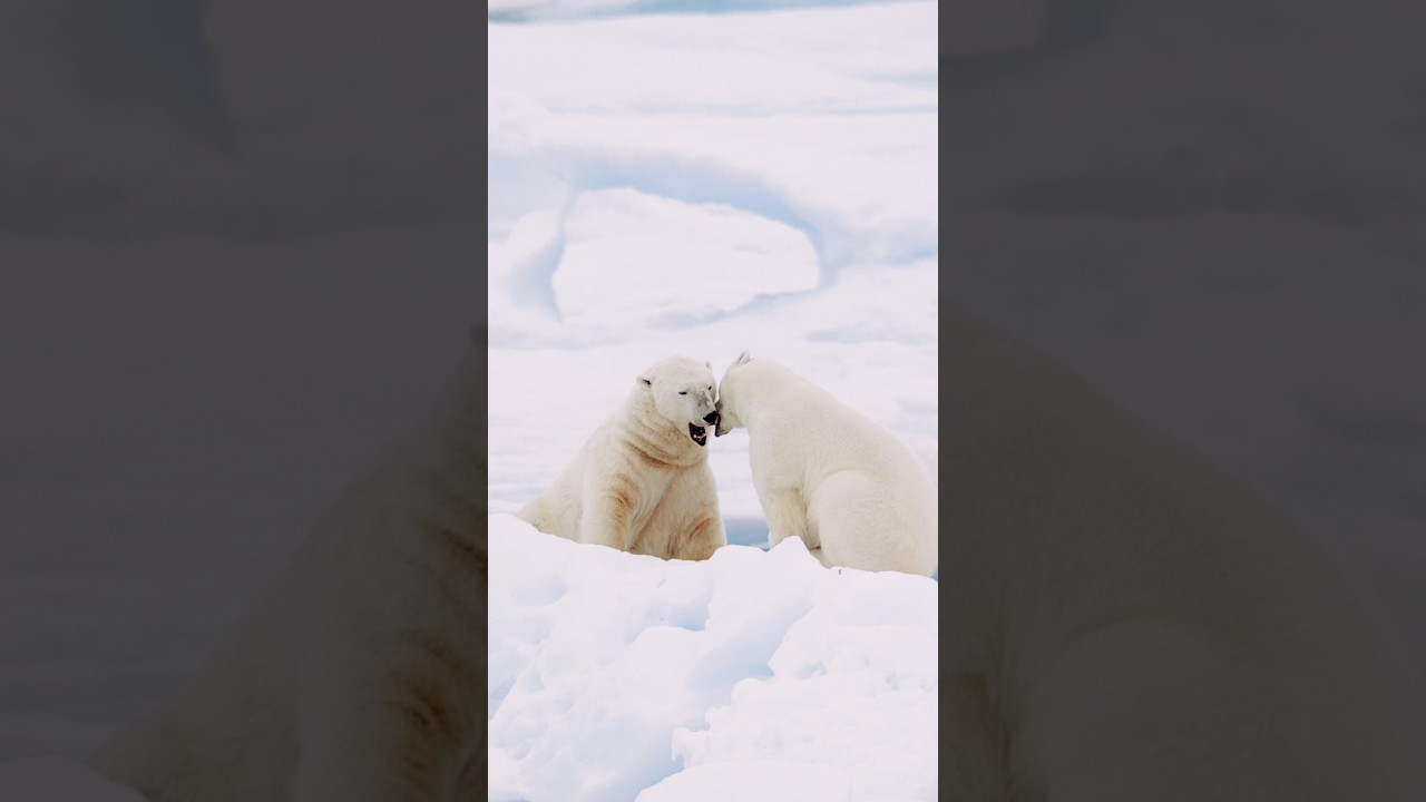 Polar Bears Spotted From the Ship on an Arctic Expedition Cruise​
