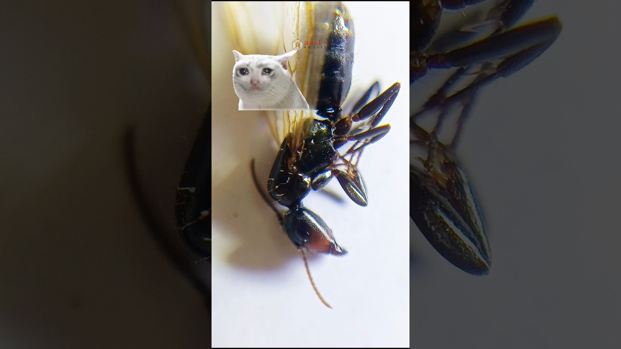 Essa formiga rainha não vai sobreviver 😥😢