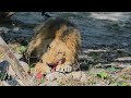 Как едят львы🔥How lions eat #Shorts