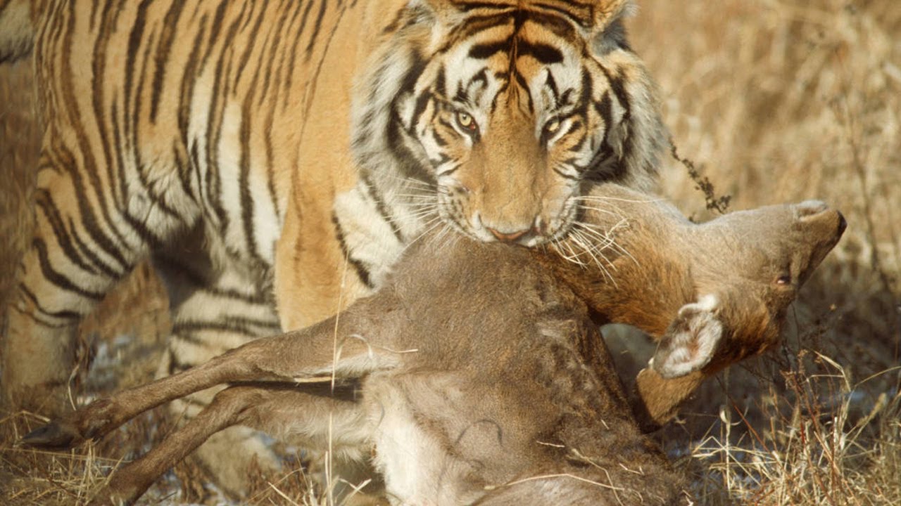 Tiger attack Deer in the wood - YouTube