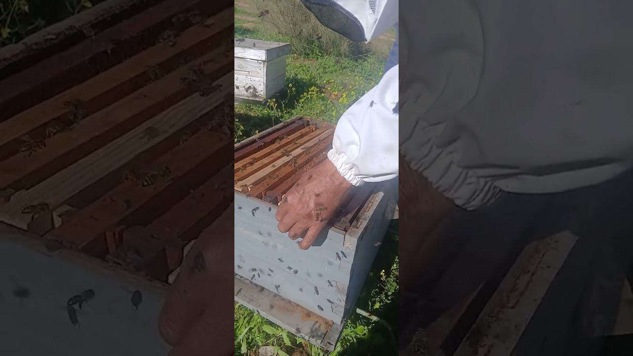 ضغط النحل وتغذية بلمحلو سكري وزيادة الإطارت 