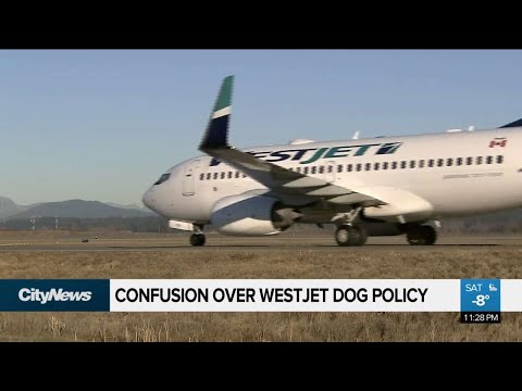 westjet flying with a dog