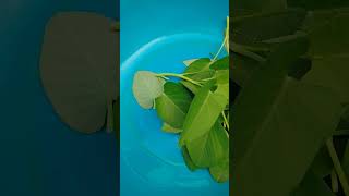 Kangkong Tipid tips🍃🐟🐠 #vegetables #cctomusic #fish