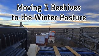 Moving Our Beehives To A New Winter Location by Sacredly Simple Nature and Homestead 1,024 views 1 year ago 8 minutes, 34 seconds
