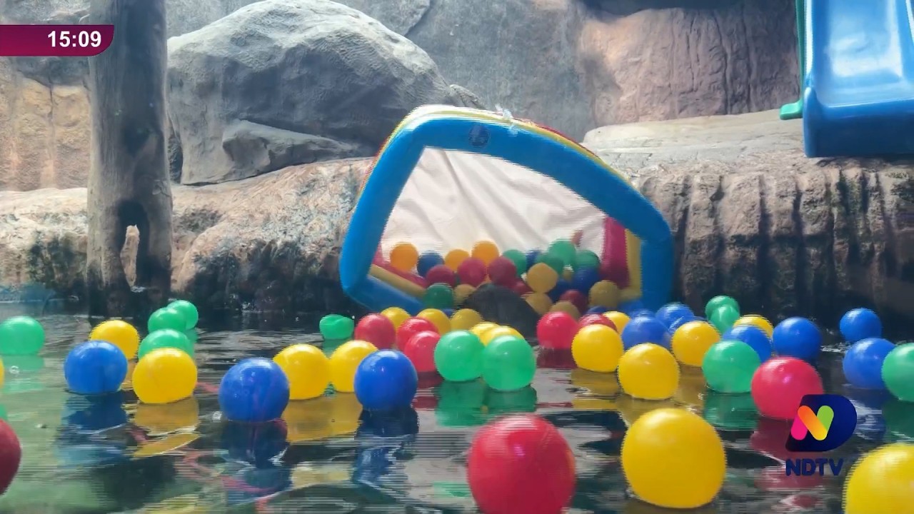 Oceanic Aquarium tem atividades para os animais e promoção para crianças