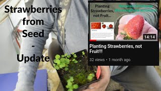 Strawberries from Seed - Update