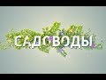 "Садоводы": как выращивать абрикосы на Южном Урале