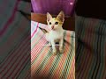Pabasara ❤️ #cat #pets #cute #cutecat #fyp #fypシ #fypシ゚viral #viral #viralshort