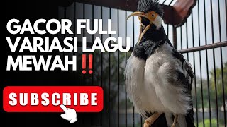 JALAK SUREN FULL ISIAN MEWAH GACOR 1 JAM TERBAIK 2025!!