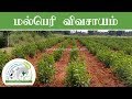 மல்பெரி விவசாயம் | Mulberry Cultivation