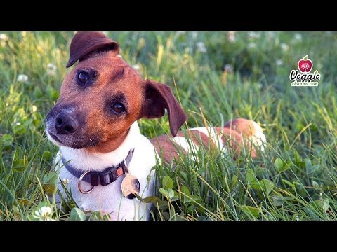Video: Razza Di Cane Otterhound Ipoallergenico, Salute E Durata Della Vita