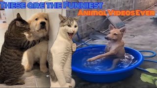 These are the Funniest Animal Videos Ever# try not to laugh 