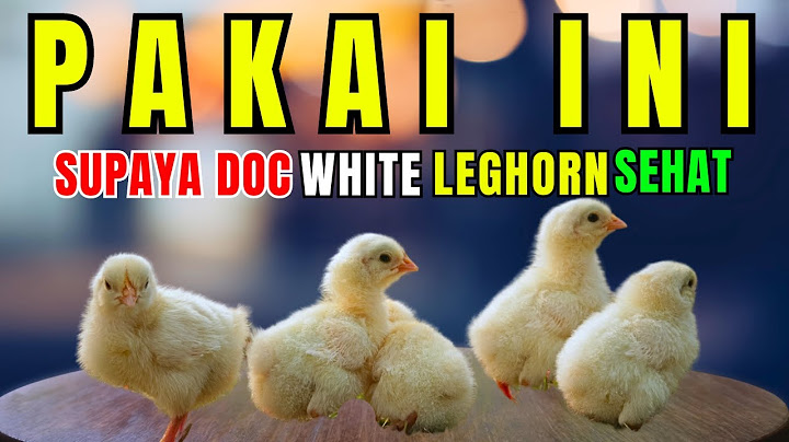 PAKAI INI ‼️ SUPAYA DOC AYAM WHITE LEGHORN SEHAT 💯 #ayampetelur