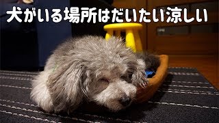 🐶扇風機にあたりながら気持ち良さそうに寝る愛犬トイプードル【トイプードルのグリィ】【dog】【toy poodle】