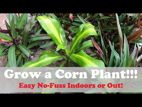 Propagating & Growing Dracaena Plant Outdoors | Dragon Tree and Corn Plant - EASY EASY EASY!