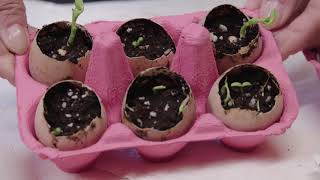 How to Plant Seeds in Egg Shells