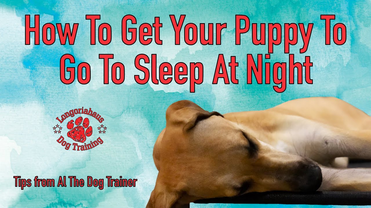 How To Get Your Puppy To Go To Sleep At Night Tips From