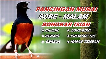 🔴 LIVE 19 - Pancingan Murai Batu Pagi Hari Full Isian Tembakan kasar Murai Apapun Pasti Nyaut