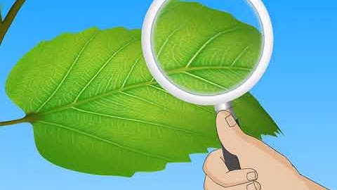 Structure and Functions of Leaves | Macmillan Education India