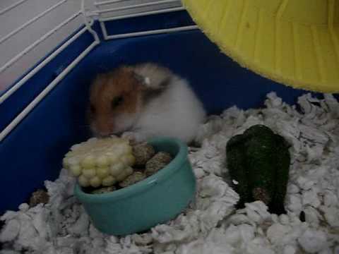 cute baby hamster enjoying corn