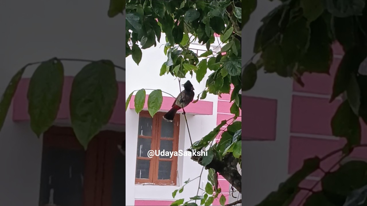 ಈ ಪಕ್ಷಿಯ ಹೆಸರೇನು ಹೇಳುವಿರಾ...?  #shimoga #shivamogga #birds #birdsphotography #birdsong