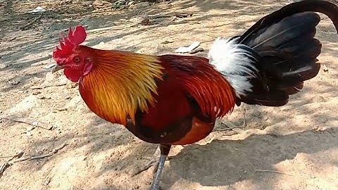 tổng hợp gà f1.f2 đẹp II Qaib qug txuam pom 1. 2 zoo nkauj