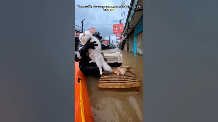 Heart-Stopping💔😭Rescue: Stranded Kitten Saved from Raging Floodwaters (EMOTIONAL)