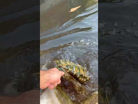 Se escondió debajo del barro y cuando todos pensábamos que era un cangrejo apareció este monstruo 😰