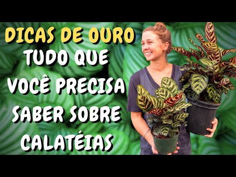 Vídeo: Diferenças entre Calathea e Maranta: estou cultivando Maranta ou Calathea