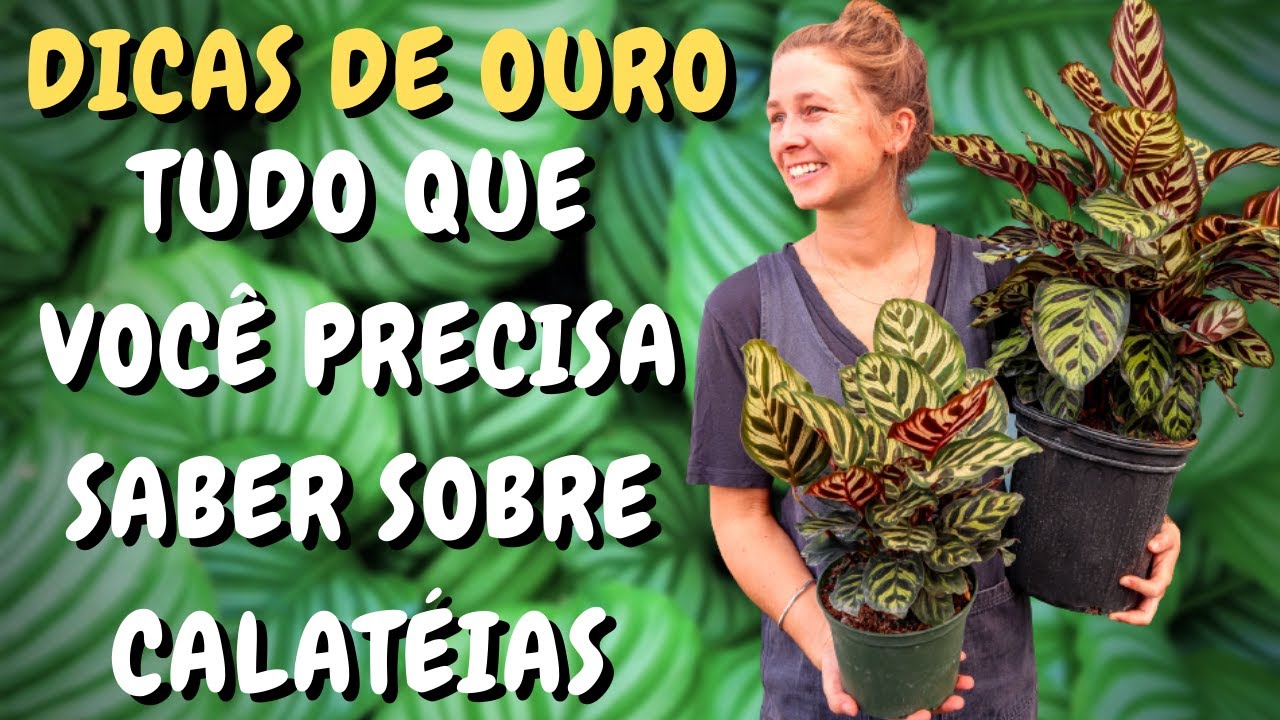 TUDO SOBRE CALATÉIAS E MARANTAS I CONHEÇA DICAS DE CULTIVO PARA DEIXAR SUAS CALATEIAS MAIS BONITAS
