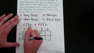 Dihybrid Cross