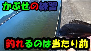 ヘチ探りマニ次郎釣行記録！かぶせの練習に黒鯛（チヌ）釣り