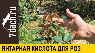 🌹 Янтарная Кислота Для Роз. Повторное Цветение И Крепкие Побеги - 7 Дач