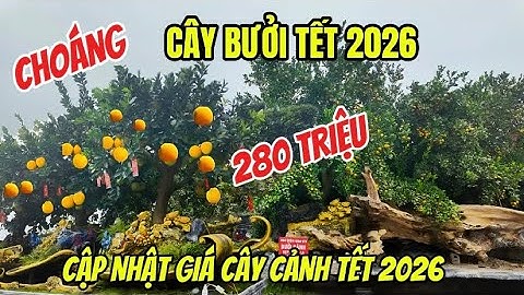 CHoáng Cây Bưởi Cảnh 280 Triệu Tại Văn Giang - Gặp “ TRA ĐẺ “ Những Chậu Bưởi Siêu To Khổng Lồ Nhất