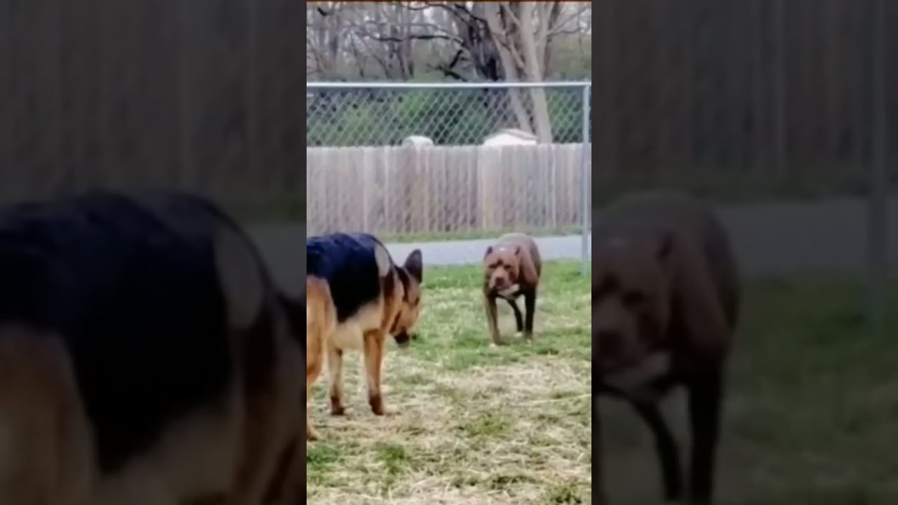 щенячья драка