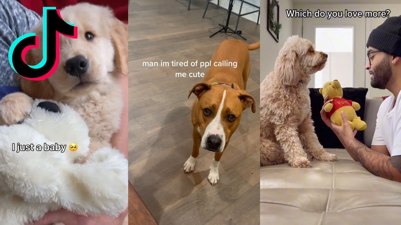 25 CUTE DOG TIKTOKS TO WARM YOUR HEART YouTube