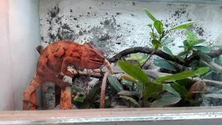 Ambilobe female eating silkworm